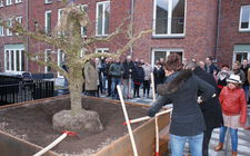 Tjidens de opening van 'T Perenhof werd een 30 jaar oude perenboom geplant in samenwerking met de toekomstige bewoners.