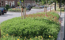 Kleurrijke groenverbinding in woonwijk Heerlen