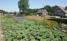 Onderhoudsarm plantsoen Boxmeer - augustus 2013