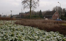 Onderhoudsarm plantsoen Boxmeer - januari 2014
