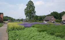 Onderhoudsarm plantsoen Boxmeer - mei 2014