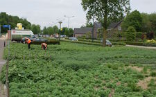 Onderhoudsarm plantsoen Boxmeer - mei 2015