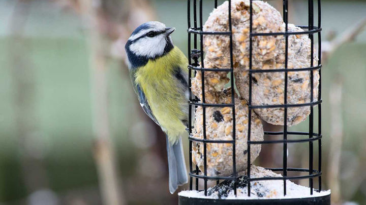 Hol cement Surrey Zelf vetbollen maken voor de vogels in je tuin