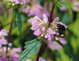 Top 5 bloeiers voor bijen