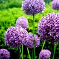 Allium aflatunense ‘Purple Sensation’ (sierui) 