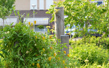 Familie Hendrikx kiest voor biodiverse en natuurvriendelijke tuin