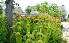 Familie Hendrikx kiest voor biodiverse en natuurvriendelijke tuin