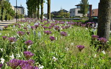 Voorbeeld van het Bonte Berm concept in Alkmaar (foto: JUB)